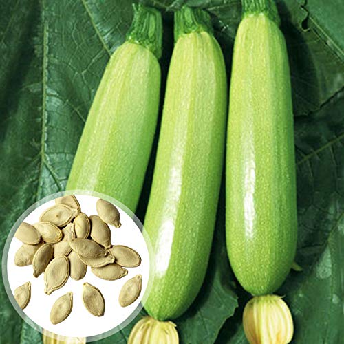 P12cheng Zucchini-Samen für Zucchini-Samen, essbar, schnell wachsend, hellgrün, nahrhafte Zucchini-Samen für Zuhause – Zucchini-Samen von P12cheng