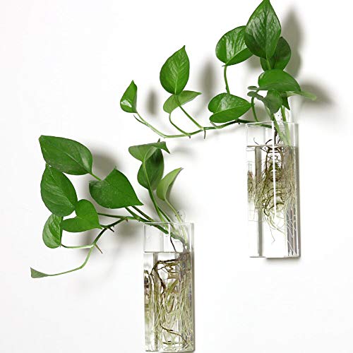 PACDONA 2 Stück Wandbehang Pflanzgefäße Glas Terrarien – Rechteckige Form Pflanzenhalter Luftpflanzen Sukkulenten Pflanzgefäße Blumen Glas Wand Vase Behälter für Pflanzen, Dekoration und Display von PACDONA