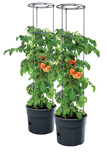 PAFEN 2X Tomatenpflanze Pflanzkübel - 295 x 1152 mm - Tomato Grower Pflanzen Tomate Garten Terrasse von PAFEN