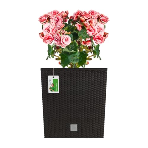 Blumentopf RATTO Rattan-Optik Low Kunststoff Topf Blumenkübel inkl. Einsatz Übertopf Umbra 40x40cm von PAFEN
