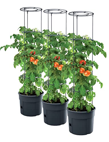 PAFEN 3X Tomatenpflanze Pflanzkübel mit Schutzfolie - 295 x 1152 mm - Tomato Grower Pflanzen Tomate Garten Terrasse Pflanzenschutzfolie von PAFEN