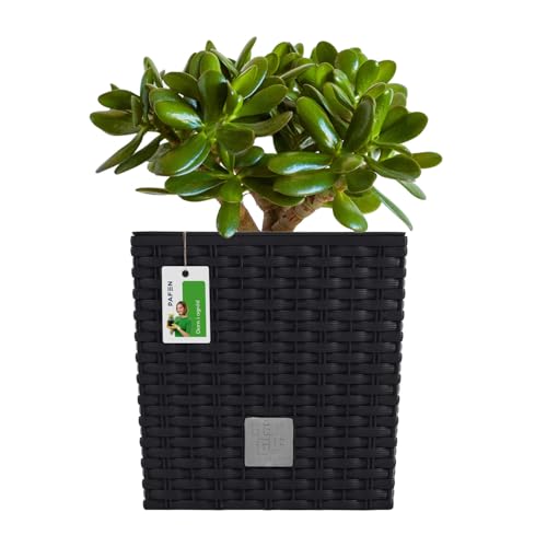 PAFEN Blumentopf RATTO Rattan-Optik Low Kunststoff Topf Blumenkübel inkl. Einsatz Übertopf anthrazit 17x17cm von PAFEN