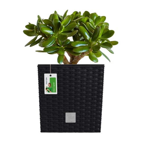 PAFEN Blumentopf RATTO Rattan-Optik Low Kunststoff Topf Blumenkübel inkl. Einsatz Übertopf anthrazit 20x20cm von PAFEN