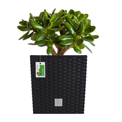 PAFEN Blumentopf RATTO Rattan-Optik Low Kunststoff Topf Blumenkübel inkl. Einsatz Übertopf anthrazit 22,5x22,5cm von PAFEN