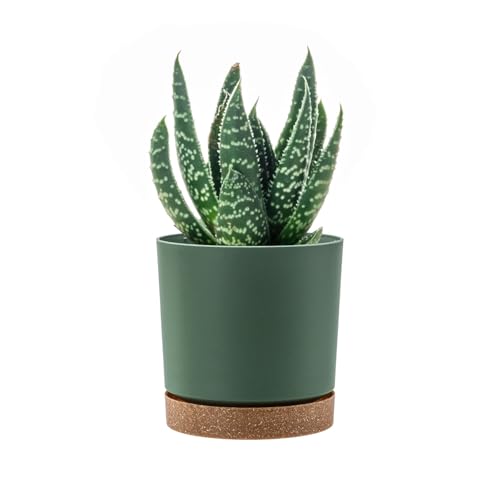 PAFEN Runde Blumentopf 0,7l Zylinder Pflanzkübel - 11 x 11cm - Blumenkübel mit Untersetzer Rund Übertopf, Grün von PAFEN