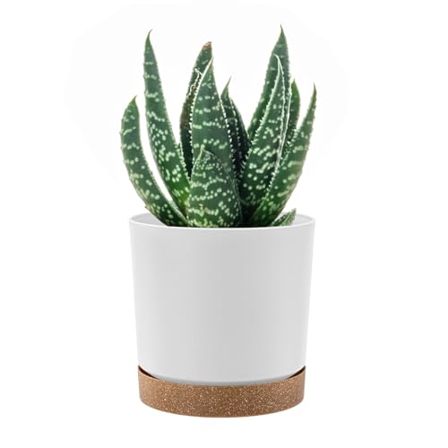 PAFEN Runde Blumentopf 22,5l Zylinder Pflanzkübel - 34 x 32,5cm - Blumenkübel mit Untersetzer Rund Übertopf, Weiß von PAFEN