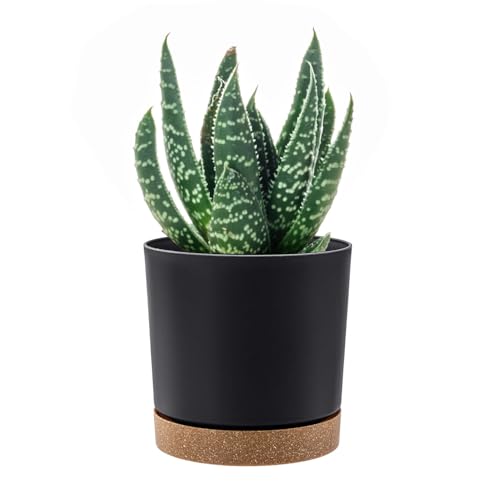 PAFEN Runde Blumentopf 8,0l Zylinder Pflanzkübel - 24 x 23cm - Blumenkübel mit Untersetzer Rund Übertopf, Anthrazit von PAFEN