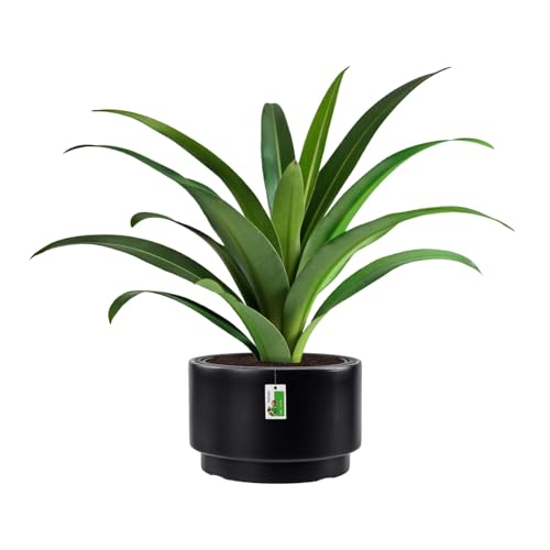 Runder Blumentopf 12l mit Einsatz - Ø 30 cm x 19 cm - Pflanzkübel aus Kunststoff im Industrial Design robuste Blumenkübel Pflanztopf für Innen und Außen, ideal für Garten Balkon Terrasse, Anthrazit von PAFEN
