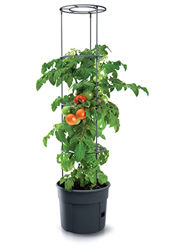 PAFEN Tomatenpflanze Pflanzkübel mit Schutzfolie - 295 x 1152 mm - Tomato Grower Pflanzen Tomate Garten Terrasse Pflanzenschutzfolie von PAFEN