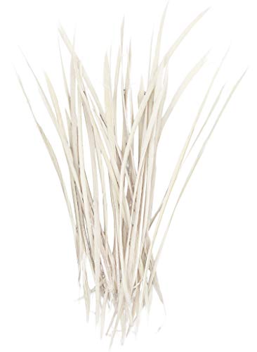 PANAX Echte Gänsefedern Dünn und lang/ 100 stück ca. 10-15cm Cremefarbe von PANAX