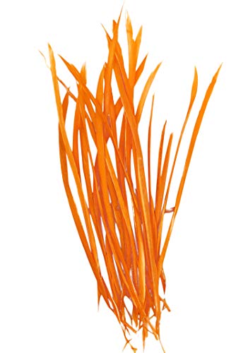 PANAX Echte Gänsefedern Dünn und lang/ 100 stück ca. 10-15cm Orange von PANAX