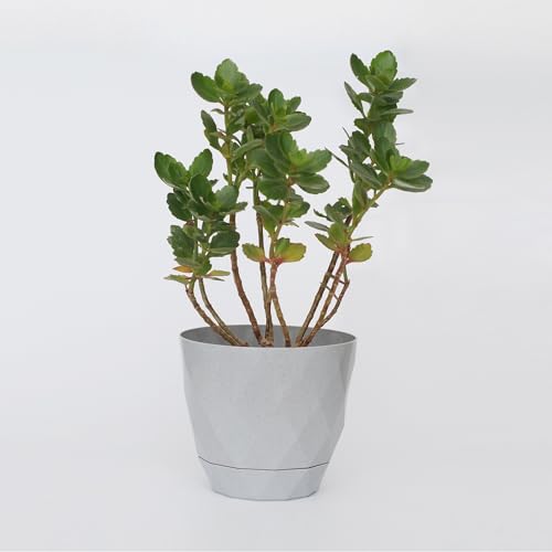 PANDEYA Blumentopf Set 2-stück 17.5cm Durchmesser-Grau, Blumentopf Kunststoff mit untersetzer, Blumentopf selbstbewässernd, Blumentopf draussen, Blumentopf mit bewässerungssystem, Plant Pot von PANDEYA