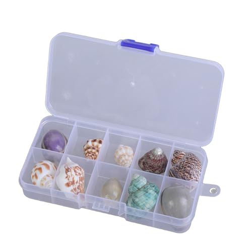 Natürliche Muschel-Vitrine, Anzug, Muscheln, Seesterne, Schmuck-Organizer für Haustier-Lebensraum und Stranddekoration, Fach, tragbare Muschel-Vitrine von PANGBOER