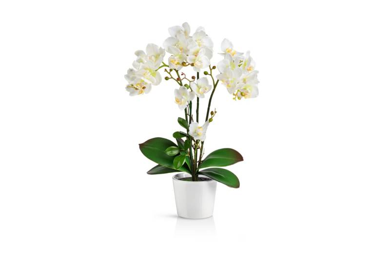Kunstorchidee PASCH® Orchidee künstlich wie echt (46cm) in Hochglanz-Keramiktopf Orchidee, PASCH, Real Touch von PASCH