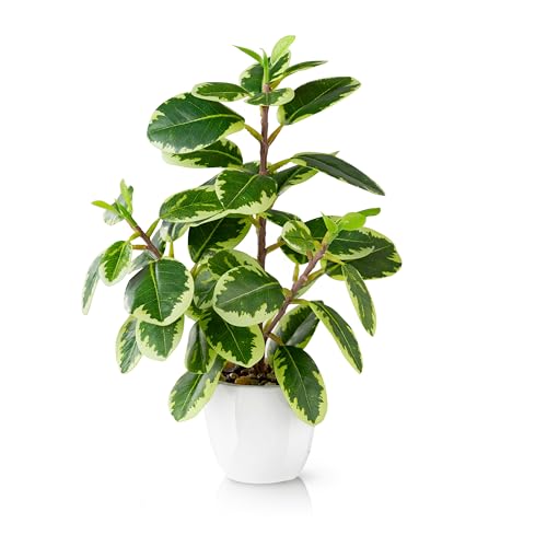 PASCH® Kamelie Zimmerpflanze künstlich (29cm) in weißem Keramiktopf: Kunstpflanzen wie echt | Künstliche Pflanzen im Topf | Fake Plant | Künstliche Zimmerpflanzen künstlich | Kunstblumen im Topf von PASCH