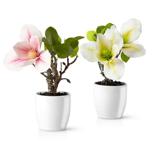 PASCH® Magnolien Kunstblumen im Topf (21cm): 2er Set Magnolie künstlich, Kunstblumen wie echt, Kunstblumen im Topf, Künstliche Magnolie mit Stil (Weiß-Rosé) von PASCH
