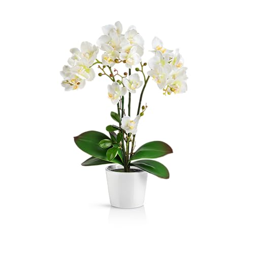 PASCH® Orchideen künstlich in Hochglanz-Keramiktöpfen (46cm) | Kunstblumen im Topf | Kunstblumen wie echt | künstliche Orchideen im Topf (Weiß) von PASCH