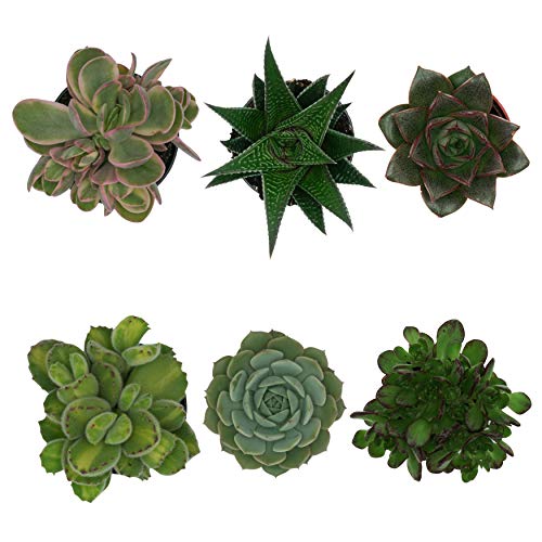 PASIORA Sukkulenten Mix im 6cm Topf, Verschiedene kleine Pflanzen, Pflegeleichte Zimmerpflanzen, lebende Pflanzen (6 Stück) von PASIORA