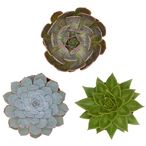 Pasiora Echeveria Mix im 12cm Topf, verschiedene große Pflanzen, Rosetten Geschenkset (3 Stück) von PASIORA