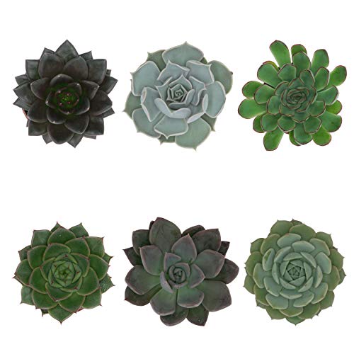 Pasiora Echeveria Mix im 6cm Topf, verschiedene kleine Pflanzen, Rosetten Geschenkset (6 Stück) von PASIORA