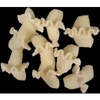 Philips Nudelscheibe - Sedanini Ondulati Und Conchiglia Cresta von PASTADISC