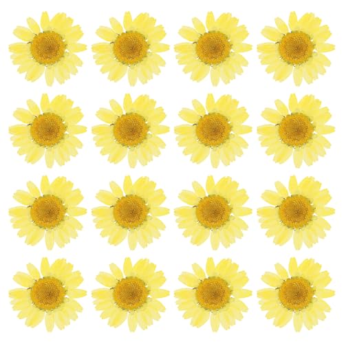 PATIKIL 48 Stück Getrocknete Gepresste Blumen Natürliche Getrocknete Gänseblümchenblumen für DIY Kunsthandwerk Hausdekoration Nageldekoration, Zitronengelb PATIKIL 48 Stück Getrocknete Gepresste Blumen Natürliche Getrocknete Gänseblümchenblumen für DIY Kunsthandwerk Hausdekoration Nageldekoration, Zitronengelb von PATIKIL