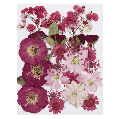 PATIKIL Getrocknete Gepresste Blumen Natürliche Trockene Blumenblätter Verschiedene Echte Pressblumen für Heimwerker Kunsthandwerk Harz Form Einsteckbuch Rot Serie PATIKIL Getrocknete Gepresste Blumen Natürliche Trockene Blumenblätter Verschiedene Echte Pressblumen für Heimwerker Kunsthandwerk Harz Form Einsteckbuch Rot Serie von PATIKIL