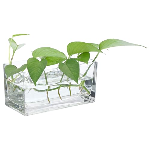 PATIKIL Rechteckige Glasvase 20x10x10 cm, 1 Stück Klarer Blumenpflanzer Terrariumbehälter Verdickter Grund für Hochzeit Zuhause Büro Dekor Party Event, Transparent von PATIKIL