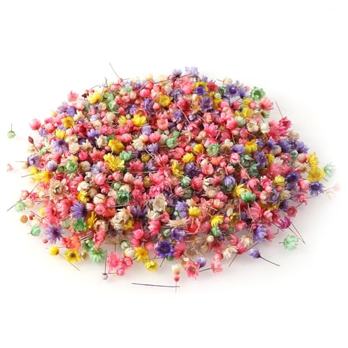200 Stück Mini-Trockenblumen, kleine Bunte Trockenblumen, natürliche Trockenblumendekoration, für Scrapbooking, Geschenkverpackungen, Grußkartenherstellung von PATRICKWHITE