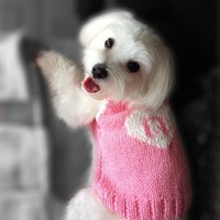 Personalisierte Strick-Hundekleidung, Monogrammierter Kleiner Hundepullover, Custom Design Sphynx Katzenkleidung, Katzenpullover Personalisiert von PAWSAREWONDERFUL