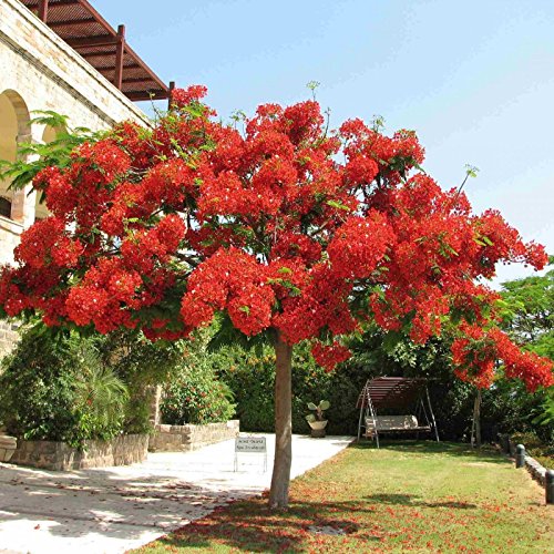 ROYAL POINCIANA Delonix Regia 5 SEEDS von SVI