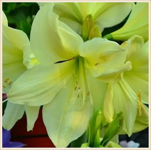 Amaryllis zwiebeln Dekorieren Sie Ihr Zuhause Gemischte Jade Schnitzerei Fühlt Gartenarbeit Zwiebeln Winterhart Mehrjährig Amaryllis zwiebeln Dekorieren Sie Ihr Zuhause Gemischte Jade Schnitzerei Fühlt Gartenarbeit Zwiebeln Winterhart Mehrjährig von PEDSWSD