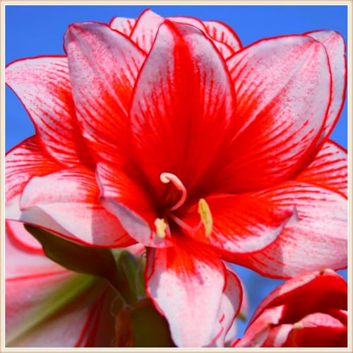 Amaryllis zwiebeln Gemischte Jade Schnitzerei Fühlt Gartenarbeit Zwiebeln Winterhart Mehrjährig Dekorieren Sie Ihr Zuhause -4 zwiebeln-i Amaryllis zwiebeln Gemischte Jade Schnitzerei Fühlt Gartenarbeit Zwiebeln Winterhart Mehrjährig Dekorieren Sie Ihr Zuhause -4 zwiebeln-i von PEDSWSD