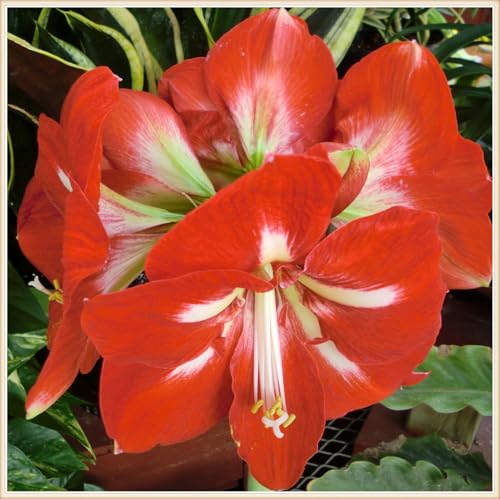 Amaryllis zwiebeln Schnitzerei Fühlt Gartenarbeit Zwiebeln Winterhart Mehrjährig Dekorieren Sie Ihr Zuhause Gemischte Jade -10 zwiebeln-h Amaryllis zwiebeln Schnitzerei Fühlt Gartenarbeit Zwiebeln Winterhart Mehrjährig Dekorieren Sie Ihr Zuhause Gemischte Jade -10 zwiebeln-h von PEDSWSD
