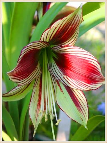 Amaryllis zwiebeln Schnitzerei Fühlt Gartenarbeit Zwiebeln Winterhart Mehrjährig Dekorieren Sie Ihr Zuhause Gemischte Jade -10 zwiebeln-j Amaryllis zwiebeln Schnitzerei Fühlt Gartenarbeit Zwiebeln Winterhart Mehrjährig Dekorieren Sie Ihr Zuhause Gemischte Jade -10 zwiebeln-j von PEDSWSD