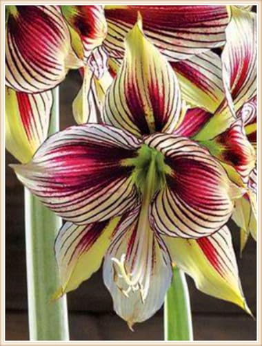 Amaryllis zwiebeln Schnitzerei Fühlt Gartenarbeit Zwiebeln Winterhart Mehrjährig Dekorieren Sie Ihr Zuhause Gemischte Jade -4 zwiebeln-d Amaryllis zwiebeln Schnitzerei Fühlt Gartenarbeit Zwiebeln Winterhart Mehrjährig Dekorieren Sie Ihr Zuhause Gemischte Jade -4 zwiebeln-d von PEDSWSD