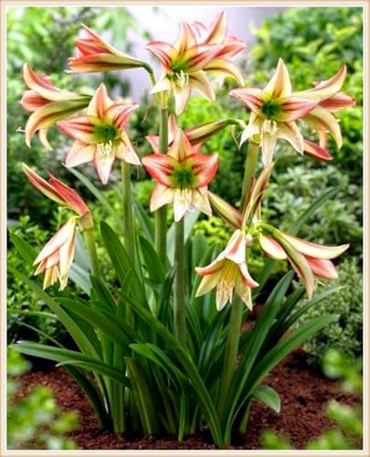 Amaryllis zwiebeln Schnitzerei Fühlt Gartenarbeit Zwiebeln Winterhart Mehrjährig Dekorieren Sie Ihr Zuhause Gemischte Jade -6 zwiebeln-f Amaryllis zwiebeln Schnitzerei Fühlt Gartenarbeit Zwiebeln Winterhart Mehrjährig Dekorieren Sie Ihr Zuhause Gemischte Jade -6 zwiebeln-f von PEDSWSD