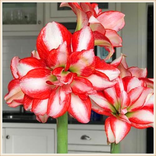 Amaryllis zwiebeln Schnitzerei Fühlt Gartenarbeit Zwiebeln Winterhart Mehrjährig Dekorieren Sie Ihr Zuhause Gemischte Jade -8 zwiebeln-c von PEDSWSD
