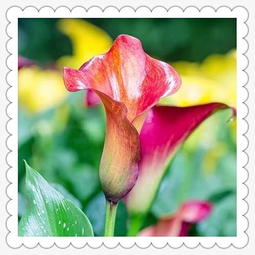 Calla Lily zwiebeln Garten Gartenarbeit Calla Lily MehrjäHrig Winterhart -20 zwiebeln-d von PEDSWSD