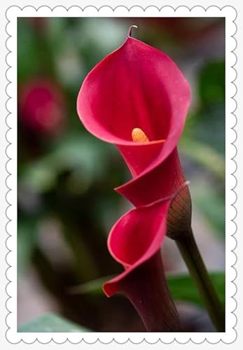 Calla Lily zwiebeln Garten Gartenarbeit Calla Lily MehrjäHrig Winterhart -4 zwiebeln-b Calla Lily zwiebeln Garten Gartenarbeit Calla Lily MehrjäHrig Winterhart -4 zwiebeln-b von PEDSWSD