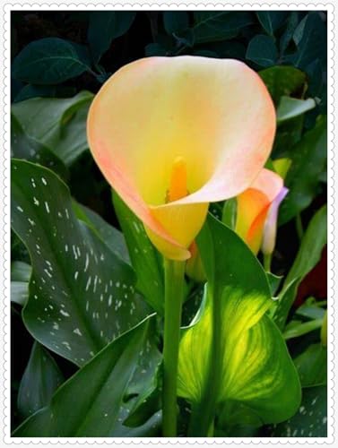 Calla Lily zwiebeln Garten Gartenarbeit Calla Lily MehrjäHrig Winterhart von PEDSWSD