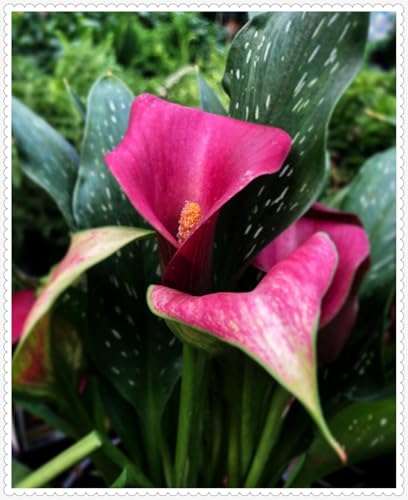 Calla Lily zwiebeln Garten Gartenarbeit Calla Lily MehrjäHrig Winterhart Calla Lily zwiebeln Garten Gartenarbeit Calla Lily MehrjäHrig Winterhart von PEDSWSD