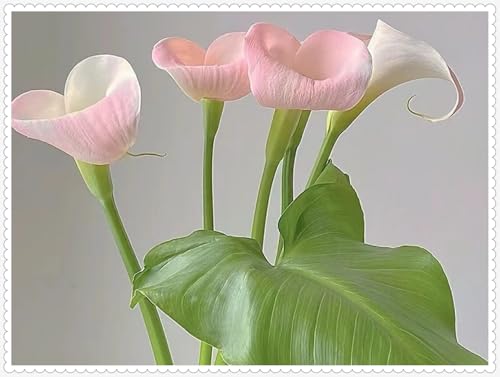 Calla Lily zwiebeln Garten Gartenarbeit Calla Lily MehrjäHrig Winterhart von PEDSWSD