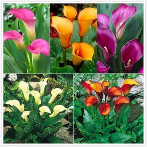 Calla Lily zwiebeln Gartenarbeit Calla Lily MehrjäHrig Winterhart Garten -16 zwiebeln-f Calla Lily zwiebeln Gartenarbeit Calla Lily MehrjäHrig Winterhart Garten -16 zwiebeln-f von PEDSWSD