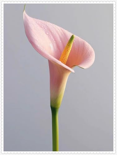 Calla Lily zwiebeln Gartenarbeit Calla Lily MehrjäHrig Winterhart Garten -16 zwiebeln-h Calla Lily zwiebeln Gartenarbeit Calla Lily MehrjäHrig Winterhart Garten -16 zwiebeln-h von PEDSWSD