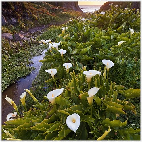 Calla Lily zwiebeln Gartenarbeit Calla Lily MehrjäHrig Winterhart Garten -16 zwiebeln-j Calla Lily zwiebeln Gartenarbeit Calla Lily MehrjäHrig Winterhart Garten -16 zwiebeln-j von PEDSWSD