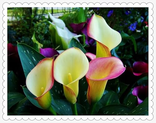 Calla Lily zwiebeln Gartenarbeit Calla Lily MehrjäHrig Winterhart Garten -4 zwiebeln-c Calla Lily zwiebeln Gartenarbeit Calla Lily MehrjäHrig Winterhart Garten -4 zwiebeln-c von PEDSWSD