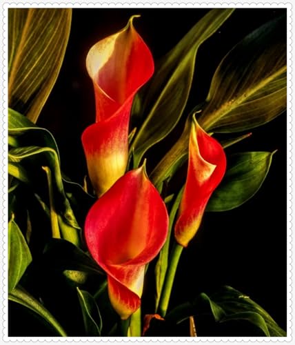 Calla Lily zwiebeln Gartenarbeit Calla Lily MehrjäHrig Winterhart Garten Calla Lily zwiebeln Gartenarbeit Calla Lily MehrjäHrig Winterhart Garten von PEDSWSD