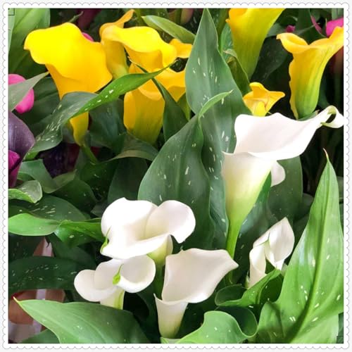 Calla Lily zwiebeln Gartenarbeit Calla Lily MehrjäHrig Winterhart Garten von PEDSWSD