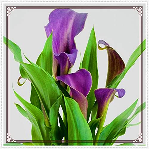 Calla Lily zwiebeln Winterhart Garten Gartenarbeit Calla Lily MehrjäHrig Calla Lily zwiebeln Winterhart Garten Gartenarbeit Calla Lily MehrjäHrig von PEDSWSD